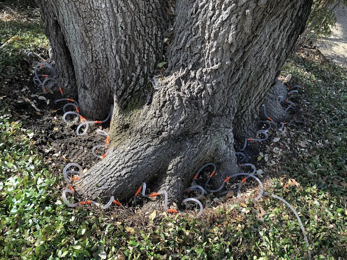 Detailed Tree Cabling and Bracing job site in Coos Bay
